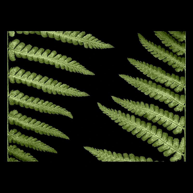 Abstract fern patterns
