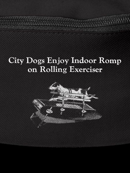 City Dogs