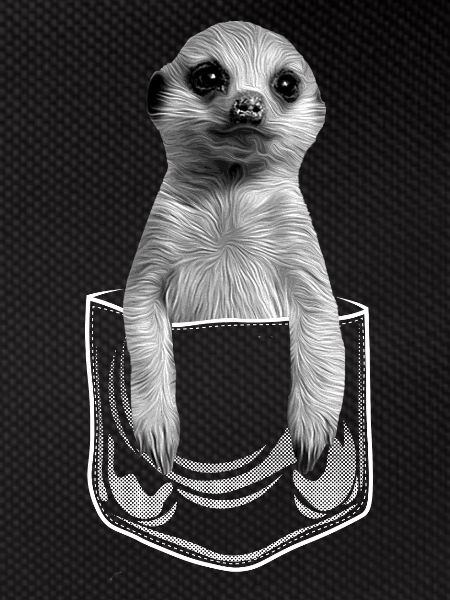 Bébé suricate en poche