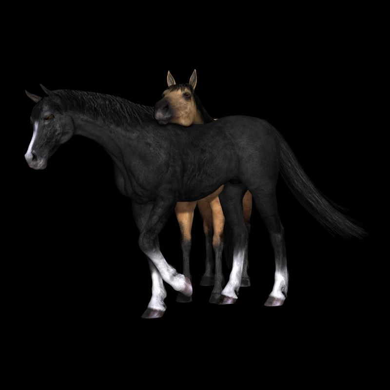 Pferd