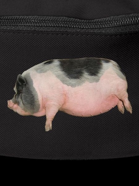 cochon