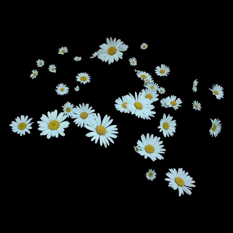 marguerite