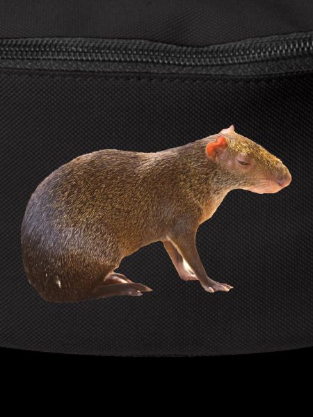 Agouti 4