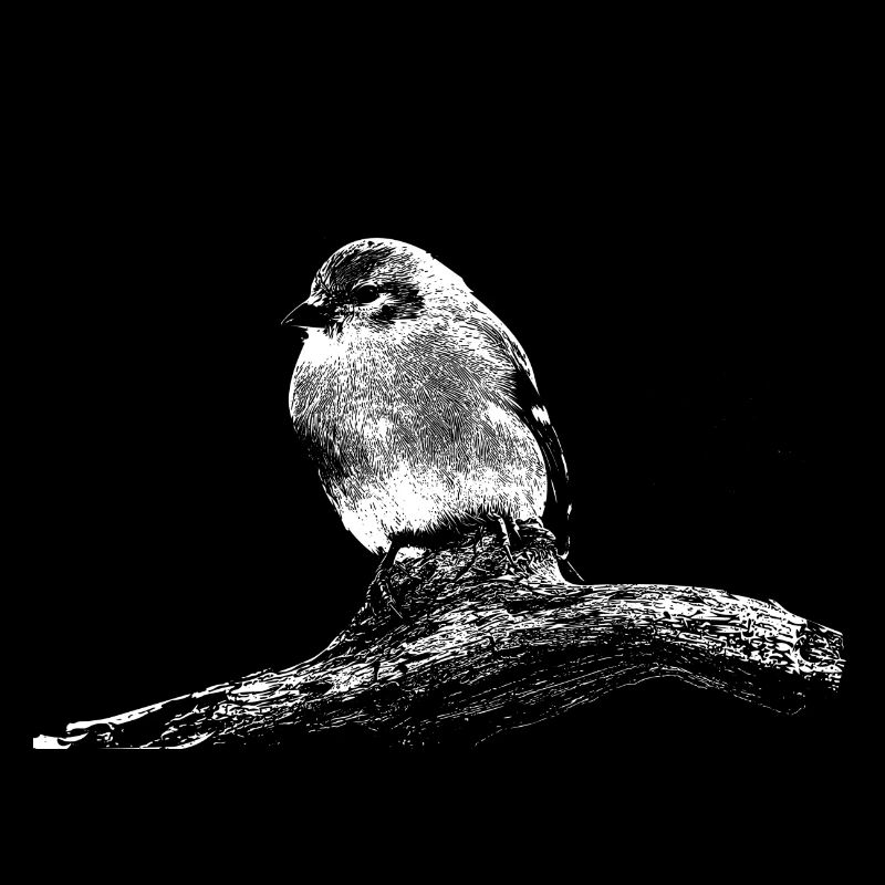 Little Bird