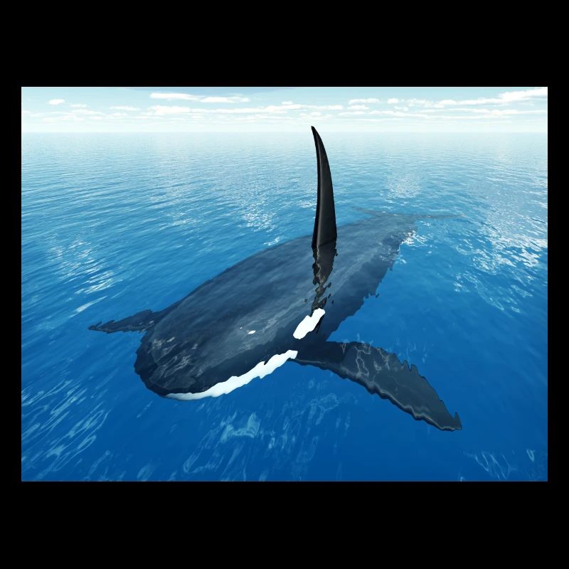 Schwertwal, Orca, Killerwal
