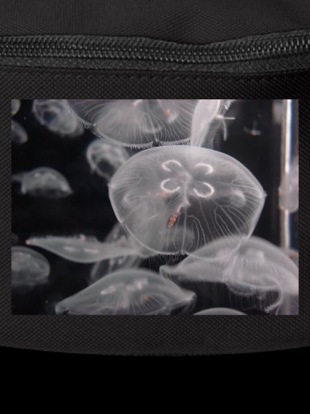 Jellyfish