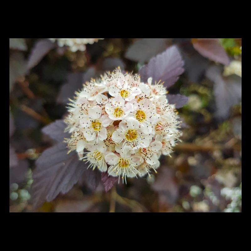 Physocarpus capitatus Blasenspiere
