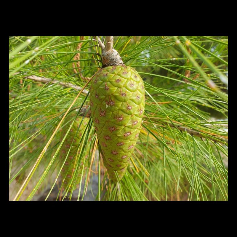 Aleppo pine also Jerusalem pine Aleppo-Kiefer