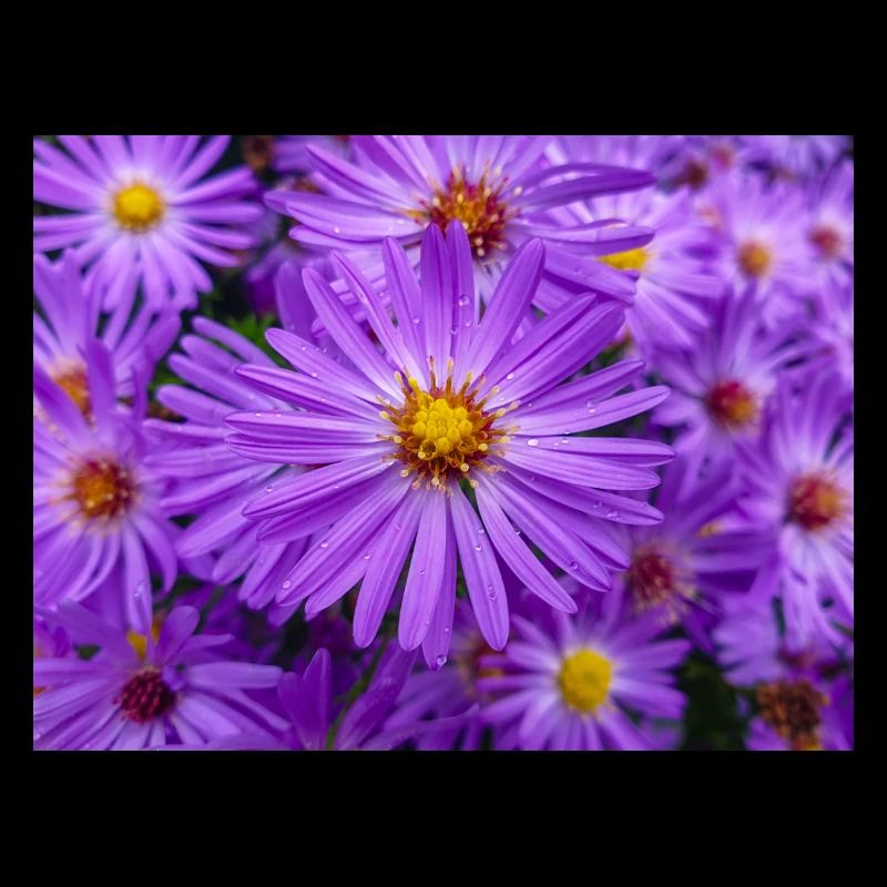 New England aster also hairy Michaelmas-daisy