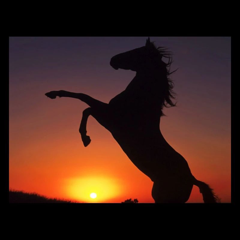 chevaux sur coucherdu soleil