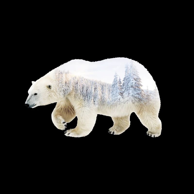 Eisbär