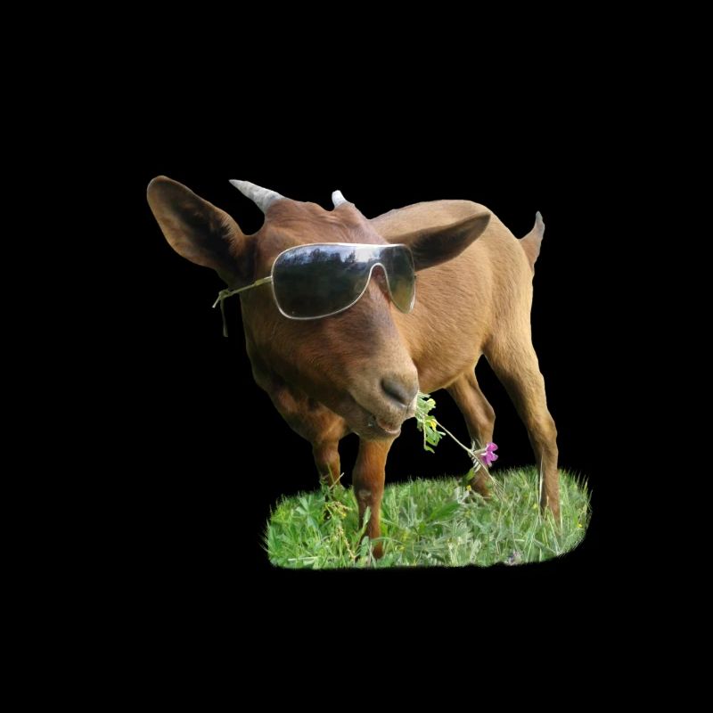 Goat with glasses