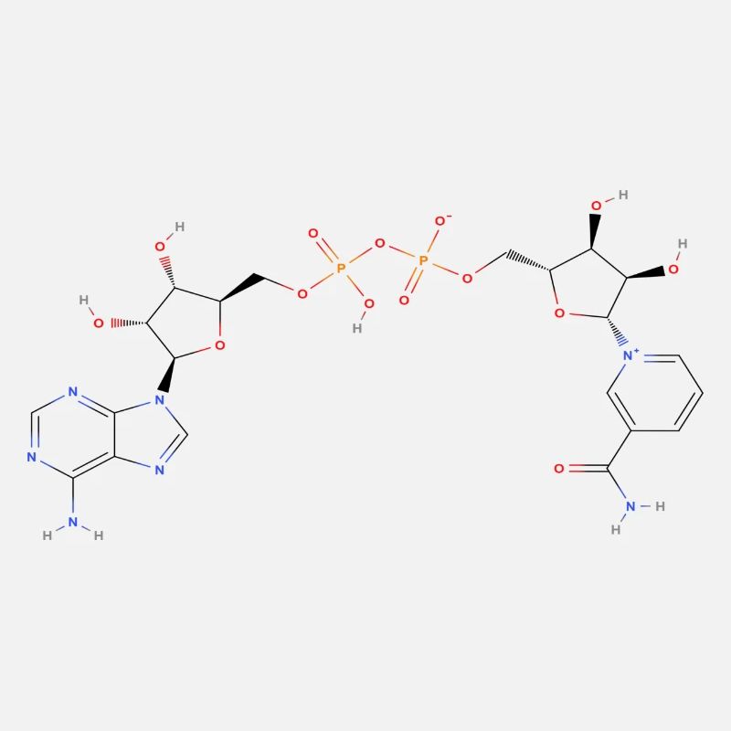 Nicotinamide adenine dinucleotide Molecule - Color