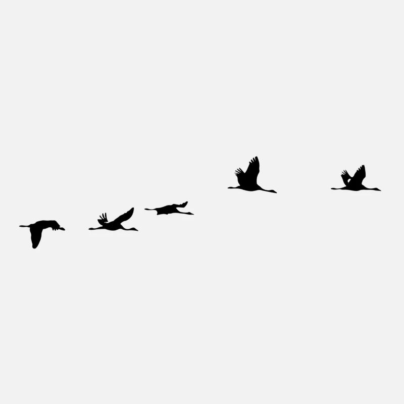 Oiseaux migrateurs Oiseaux