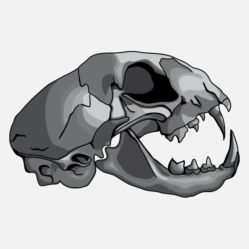 Katzenschädel
