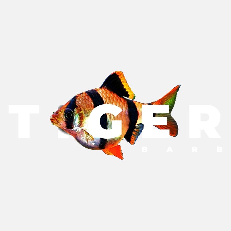 Poisson d’aquarium Tiger Barb