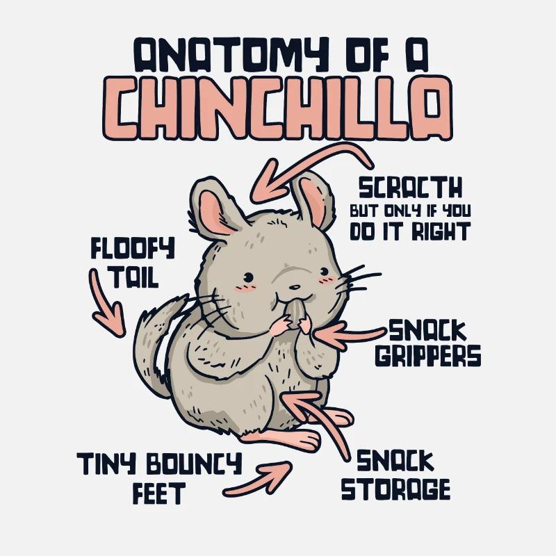 Anatomie d’un chinchilla longue queue cheveux longs