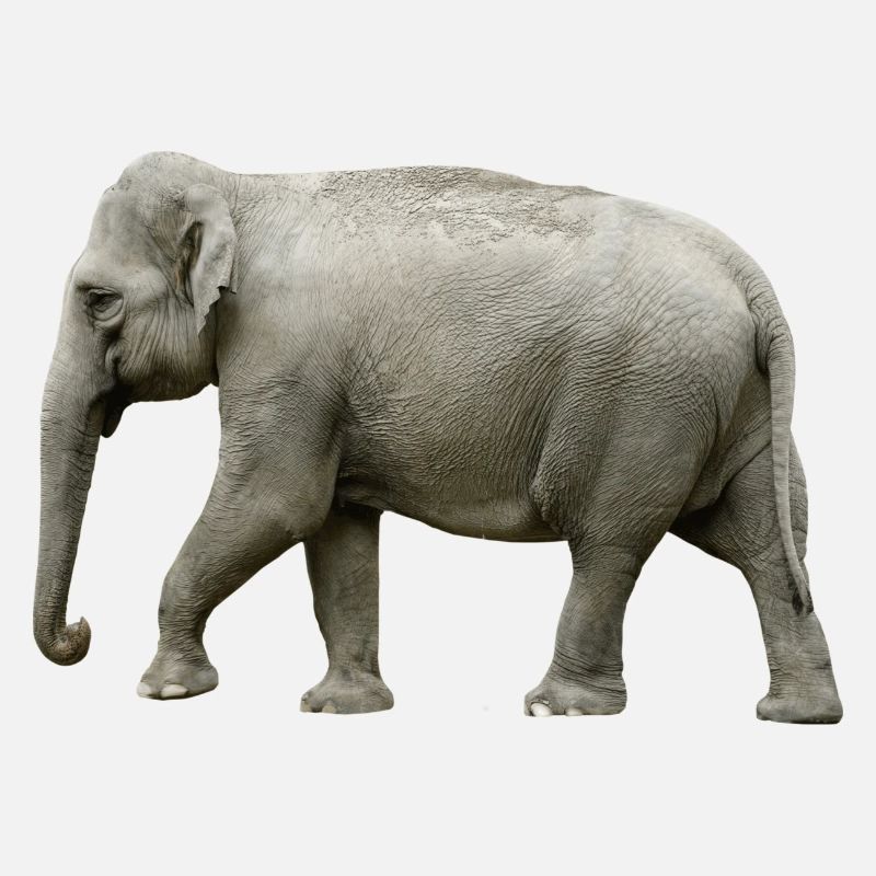 Der Elefant hat eine dicke Haut