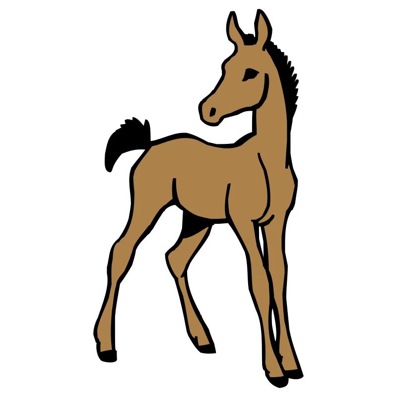 Fohlen