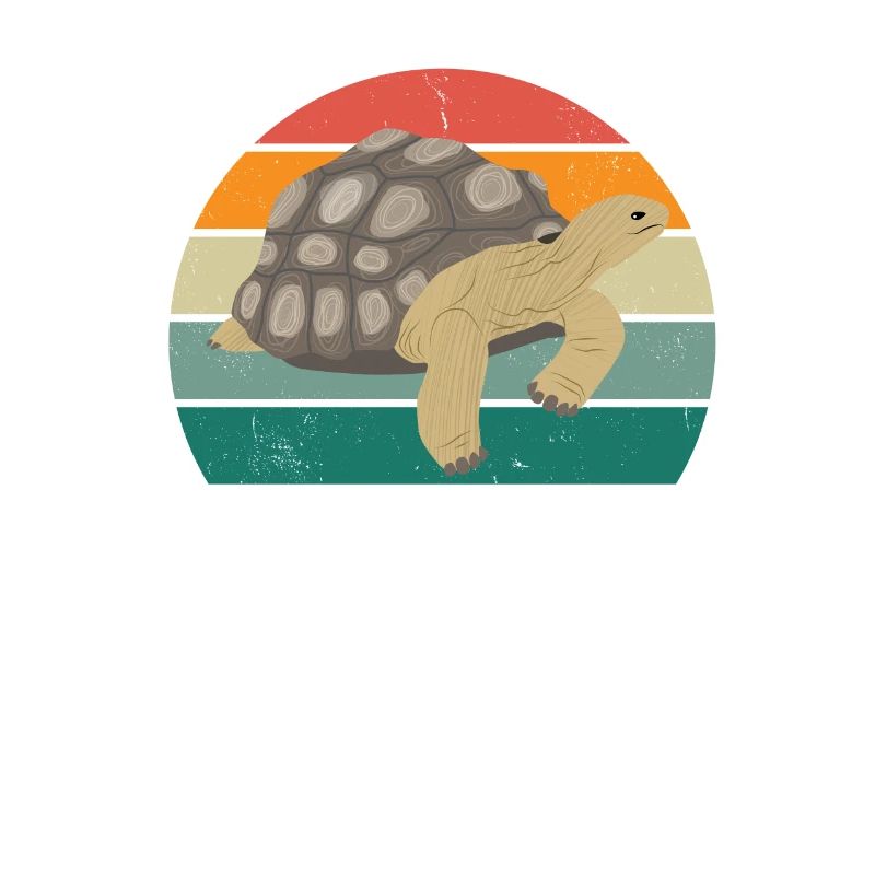 Turtles Turtle Shell Lizard Reptiles