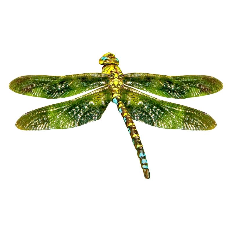 libellule