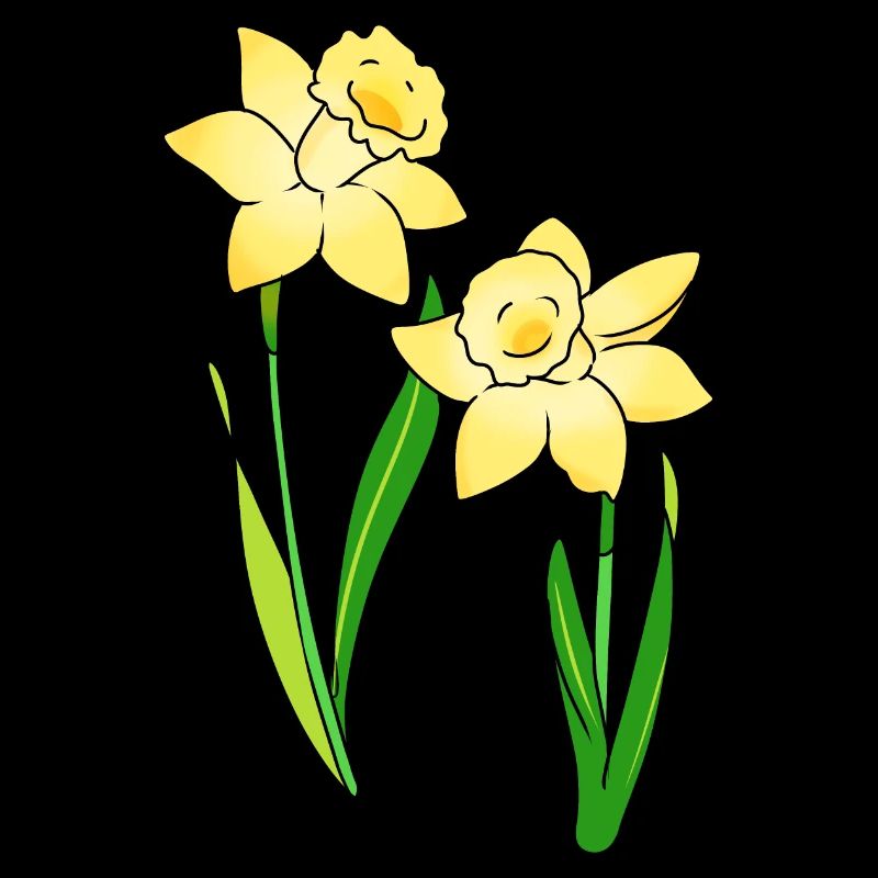 daffodils