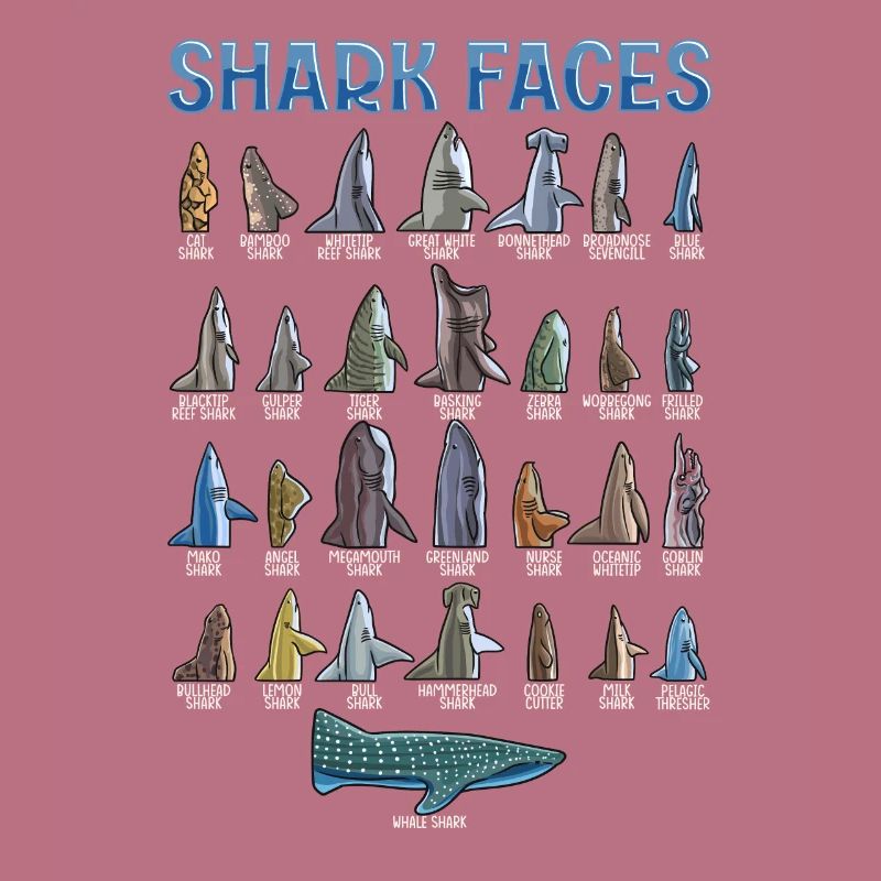 Types de requins Identification des visages