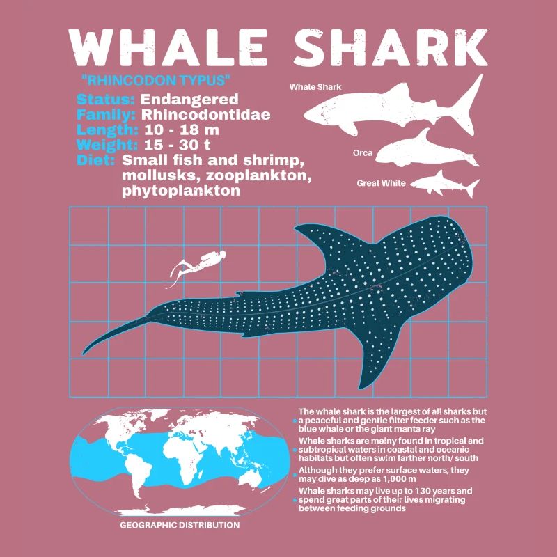 Fiche technique whale shark