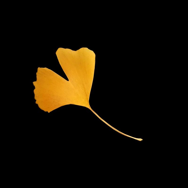 Ginkgo