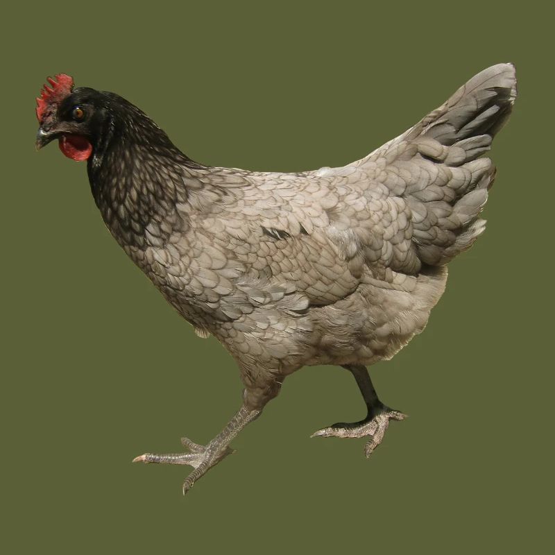 poulet gris
