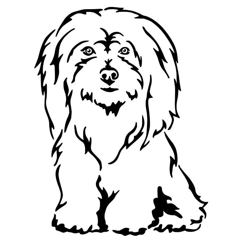 Coton de Tuléar