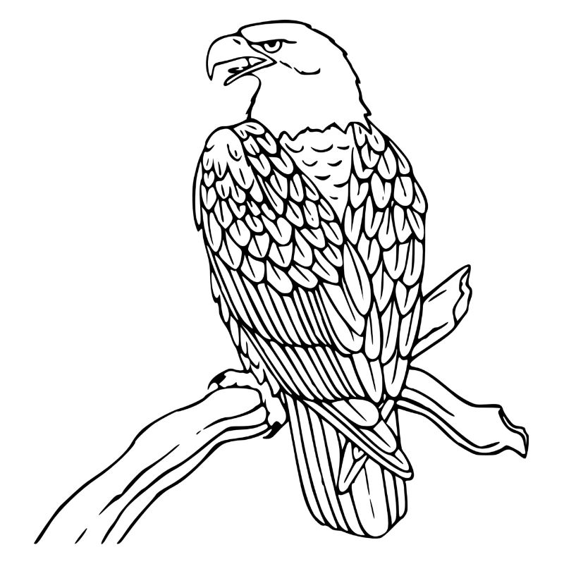 eagle208