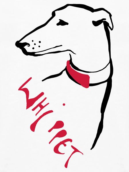Whippet