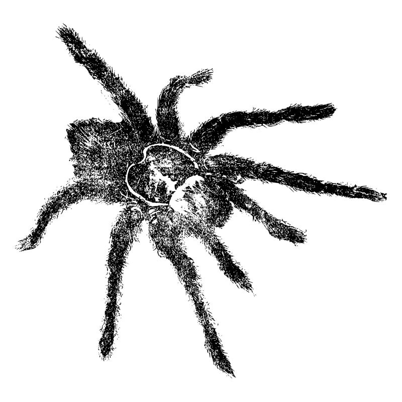 Spinne - Spinne