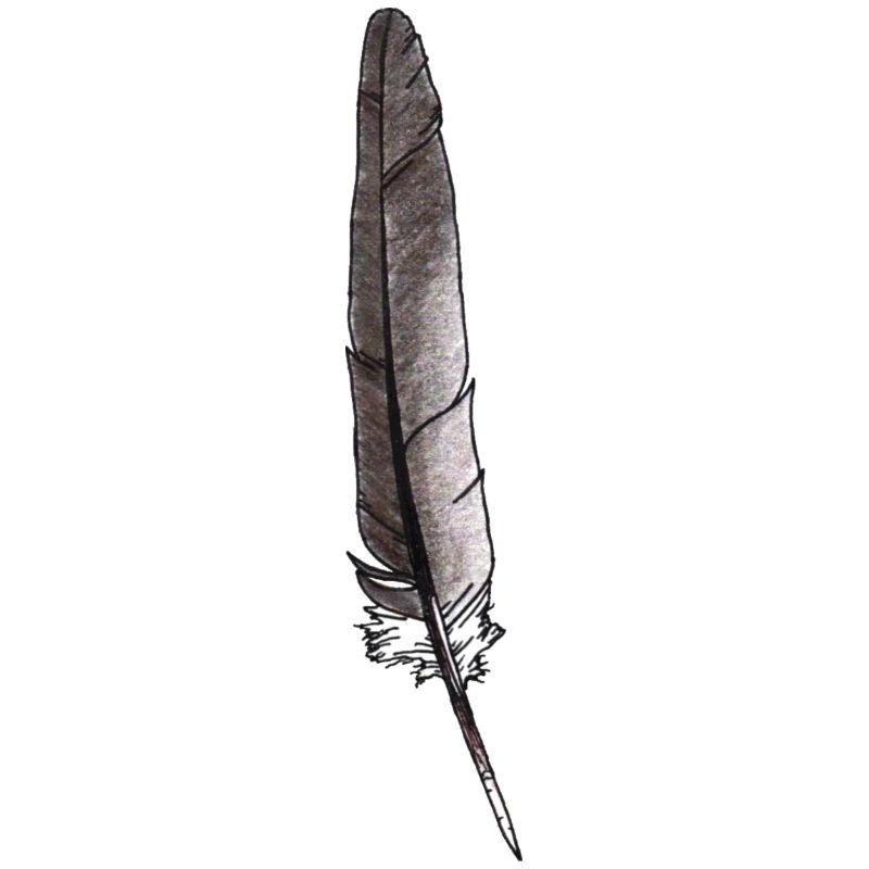 Feder Grau Handgezeichnet (Taube)