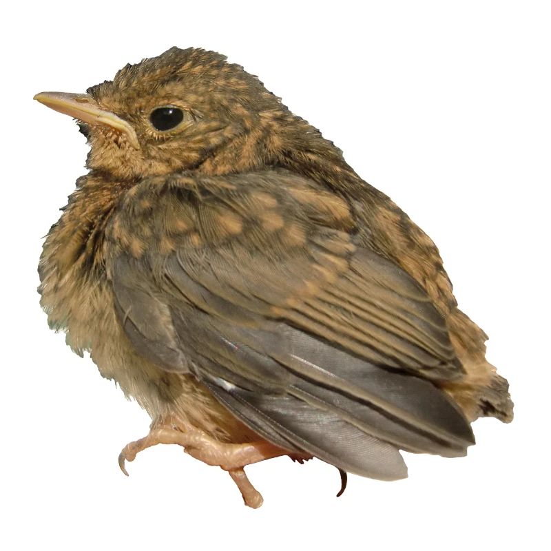 Robin Branch
