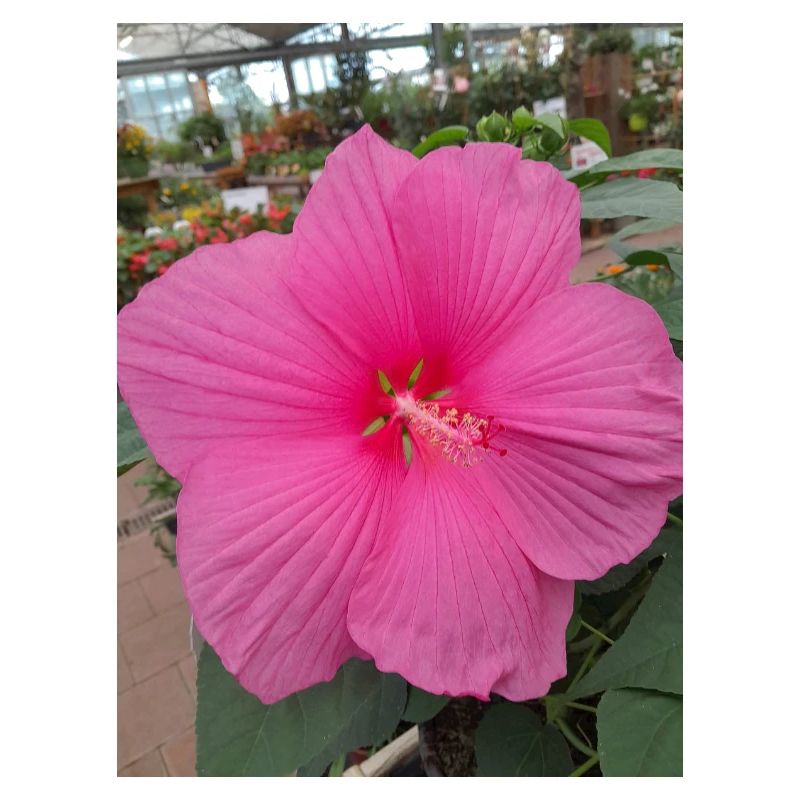Hibiscus Rose Éclat Tropical Textile
