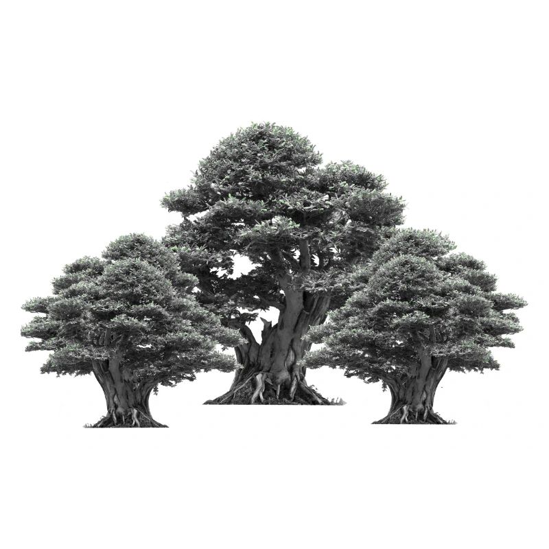 Forest, Trees, Nature, Tree, Deciduous Tree, Climate, Flora