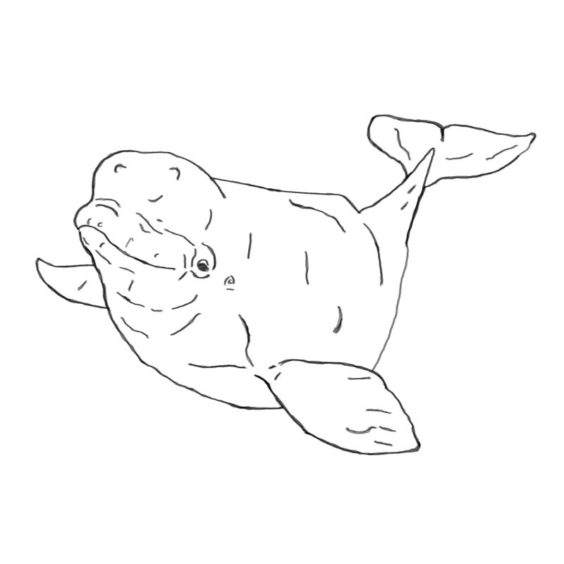 Beluga whale black