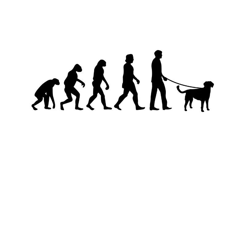 Petit Münsterländer Evolution chien chien de chasse
