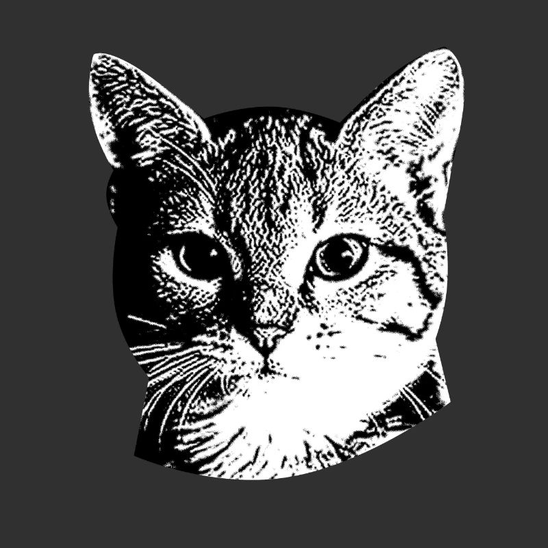 Doux visage de chat