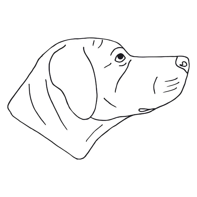 Rhodesian Ridgeback