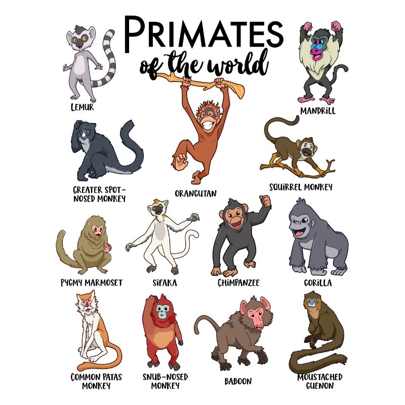 Différents singes - Types de primates