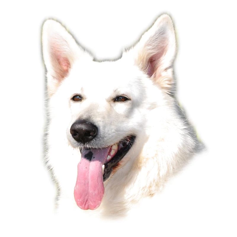 Weißer Schäferhund