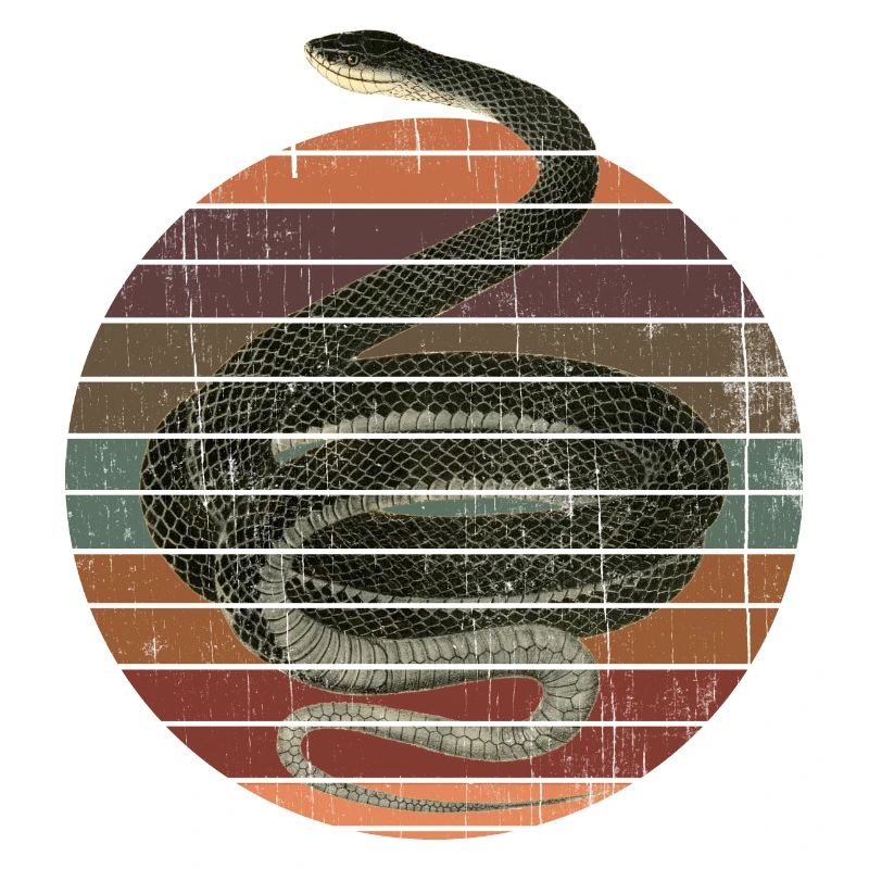 Schlange Schwarznatter Coluber Constrictor