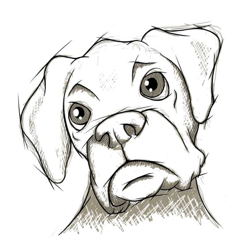 Boxer