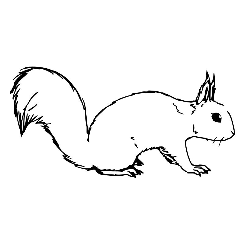 Eichörnchen
