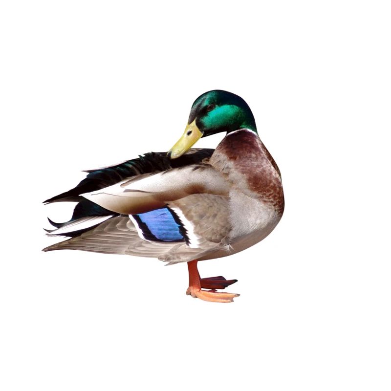 duck