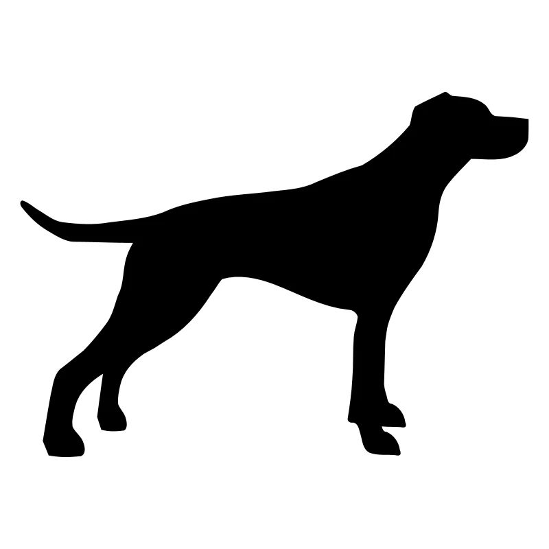 English Pointer