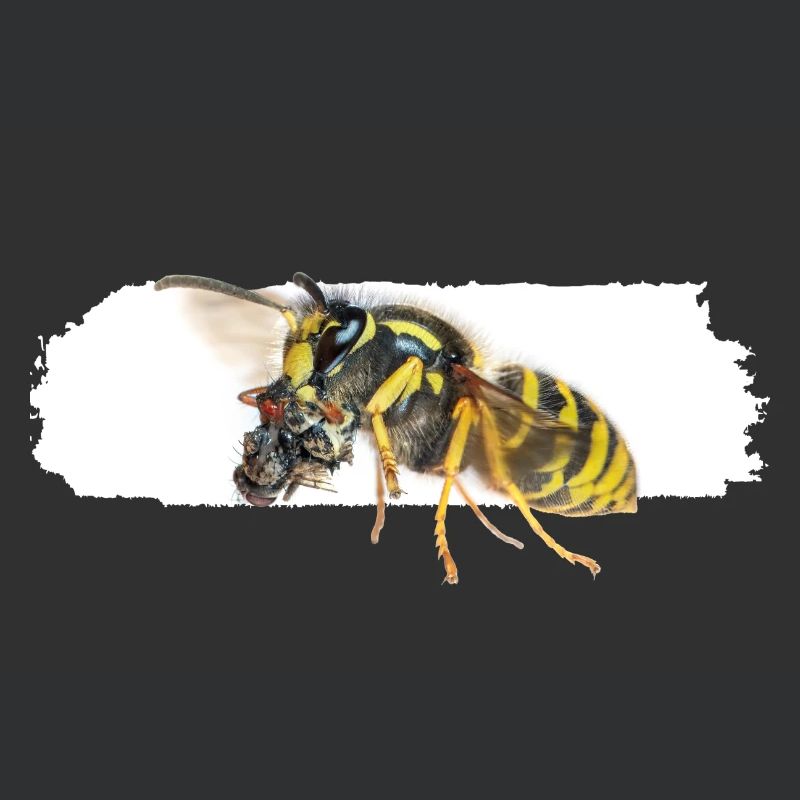 Wasp during transport